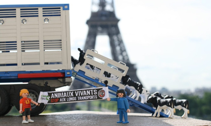 LES EXPORTATIONS D'ANIMAUX VIVANTS HORS DE L'UE DOIVENT CESSER