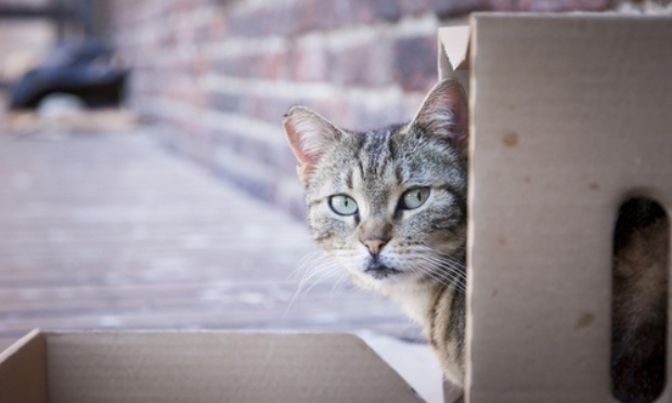 Sauvons les chats errants et libres