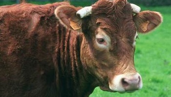 Stop à la création d'un abattoir rituel à Gueret (Creuse )