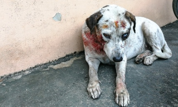 Non à la cruauté animale