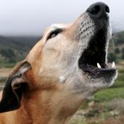 Halte aux aboiements intempestifs des chiens dont les maitres absents oublient de les enfermer