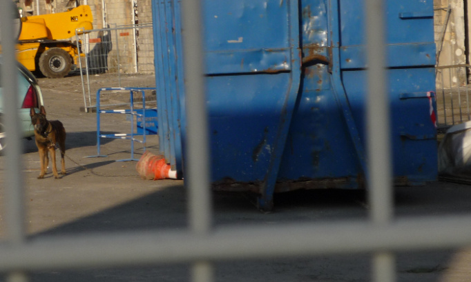 Chiens de l'ombre. Interdiction et sanction de la maltraitance sur les chiens de travail.