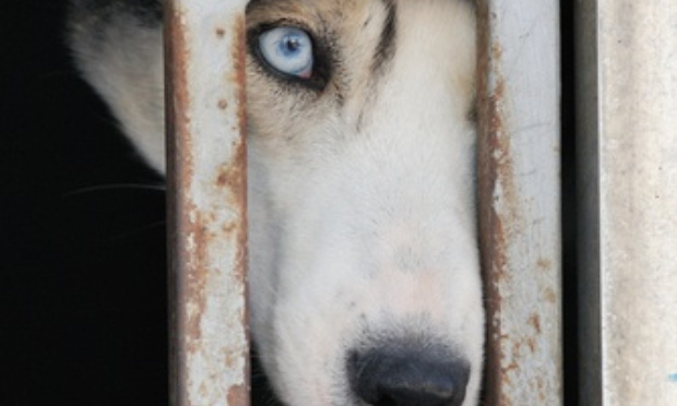 Aidons Astrid Antoine à récupérer ses chiens !!!!