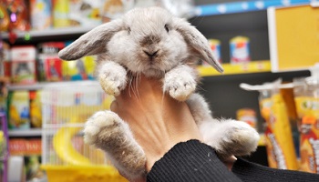 STOP à la vente d'animaux en animalerie !