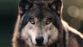 Annulation de la nouvelle mesure d'abattage massif de loups