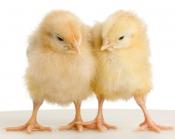 Que cesse le massacre des poussins !