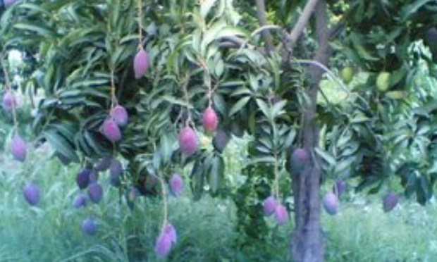 Pétition pour INTERDIRE le port du MASQUE facial, pour tous, respecter ses 5 sens et ses sensations internes, PRIMUM NON NOCERE, déjà à soi-même