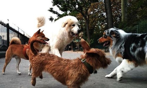 Parc canin à Tours pour une meilleure cohabitation
