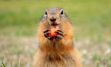 Sauvons ces pauvres marmottes !