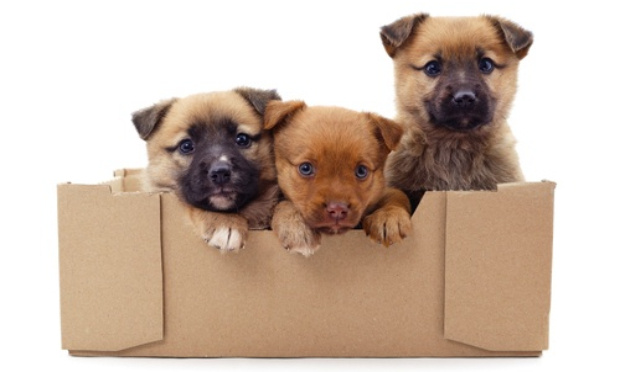 Interdire le don et la vente d'animaux sur Le Bon Coin