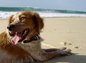 Pour que la plupart des plages de France soient autorisées aux animaux