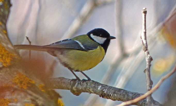 Pour la création d’un ministère de protection des animaux sauvages et domestiques, des espaces naturels et pour la fin de la chasse, dirigé par une personnalité indépendante, élue par le peuple