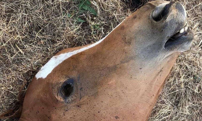 Sauvons nos amis les équidés