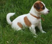 Pourquoi peut on tirer sur une chienne sans que personne ne réagisse?