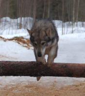 Non à l'extinction du chien domestique