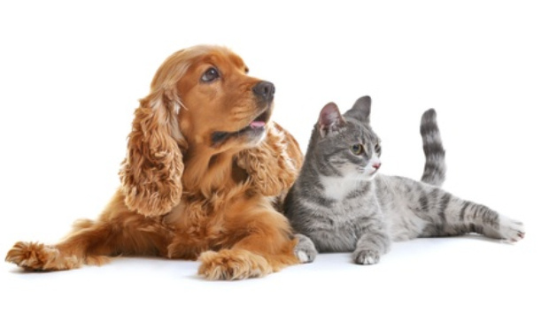 Défendons nos animaux