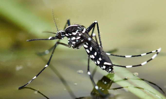 Lutter contre la prolifération des moustiques tigres dans l'agglomération de Pau