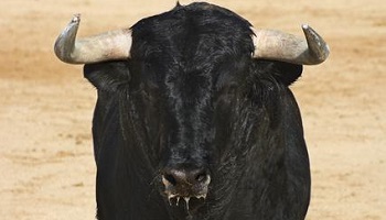 Taureaux brulés vifs