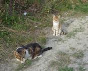 Contre l'expulsion des chats du Goulet. Situation extrêmement urgente !