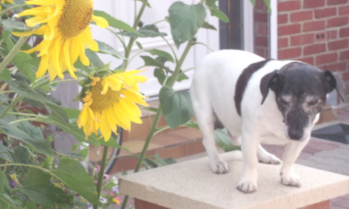 En finir avec les abandons d'animaux et les maltraitances envers les animaux de compagnie