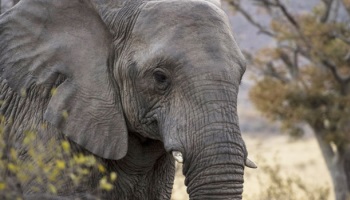 Non à l'euthanasie de Tanya !