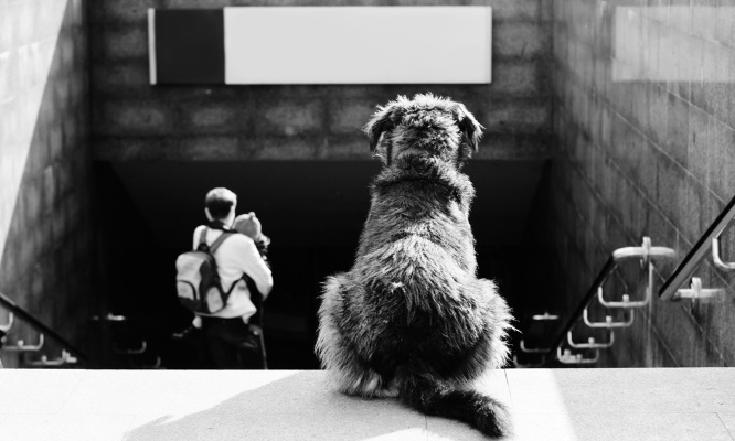 Pour la déclaration obligatoire de naissance de tous chiens et chats avec contrôle par vétérinaire