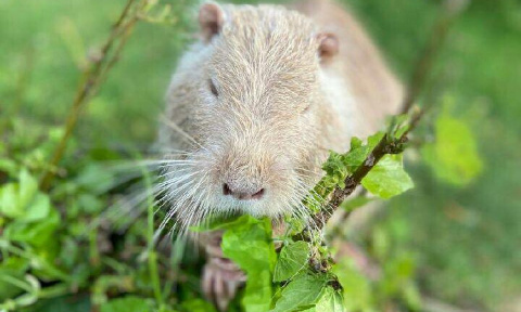 STOP au massacre des ragondins : stérilisons les.
