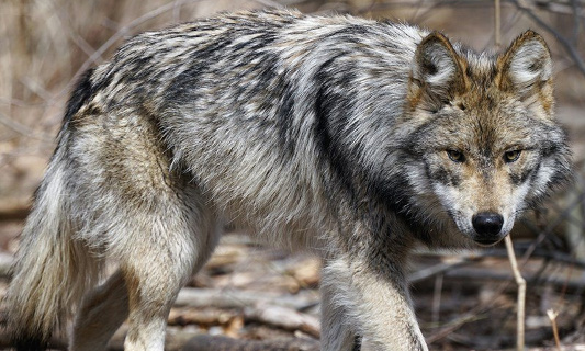 NON aux animaux sauvages (loups et ours) prisonniers des spectacles du Moyen Age"