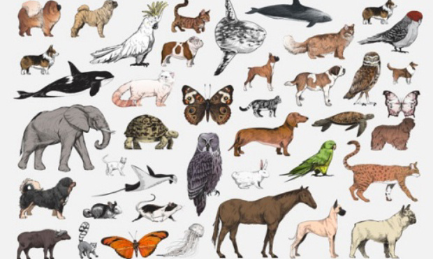 MANIFESTATION VIRTUELLE pour la JOURNEE MONDIALE des ANIMAUX