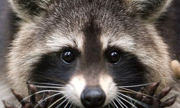 STOP au massacre des ratons laveurs dans l'Aisne et ailleurs, OUI à la stérilisation !