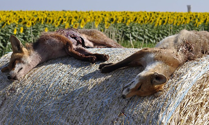 Moratoire sur toute forme de chasse