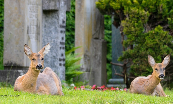 Non aux tirs de chevreuils au cimetière de Bâle, le 