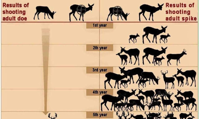 Sauver les chevreuil femelles