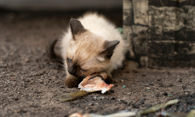 Pour la mise en place du certificat de capacité simplifié pour animal de compagnie