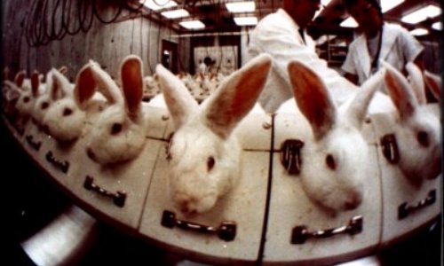 Pour la fin des tests sur les animaux pour les cosmétiques