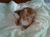 Besançon chat ....l'heureux !