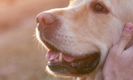 Sauver les chiens…ils sont nos amis, pas de la nourriture !