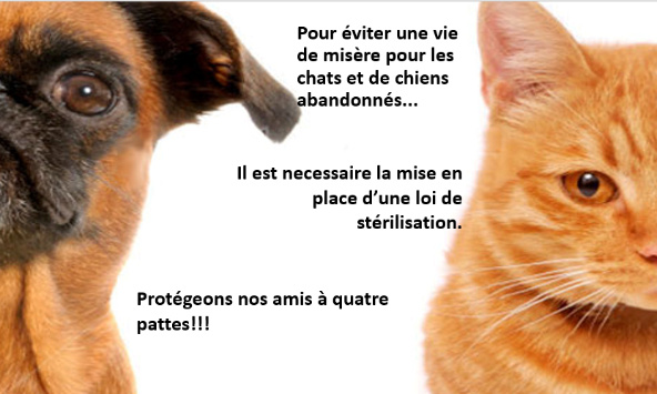 Loi pour la stérilisation des chats et chiens abandonnés : un acte de protection