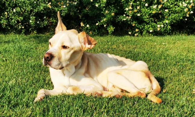 Autorités : agissez face à la maltraitance animale