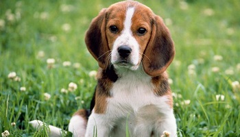 Pour une évolution des textes de lois en faveur des animaux