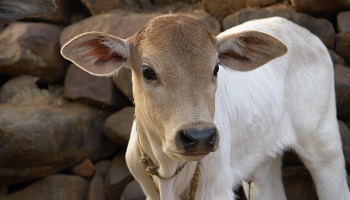 Non à la création d'un abattoir provisoire halal