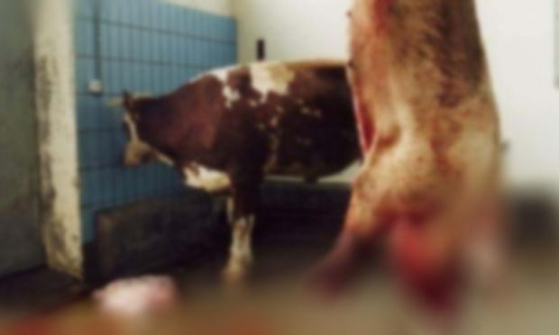 L'abandon du projet d'un deuxième abattoir sur la commune de Zégerscappel