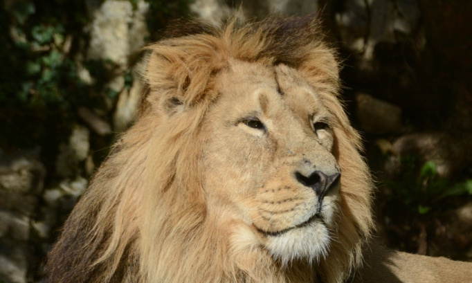 Sauvons Helios, le dernier lion de la Citadelle !