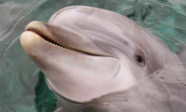 Pour des solutions faisables et professionnelles pour les mammifères marins / FOR FEASIBLE AND PROFESSIONAL SOLUTIONS FOR MARINE MAMMALS