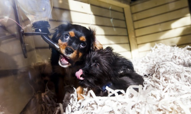 Interdire la vente de TOUS les animaux dans les animaleries