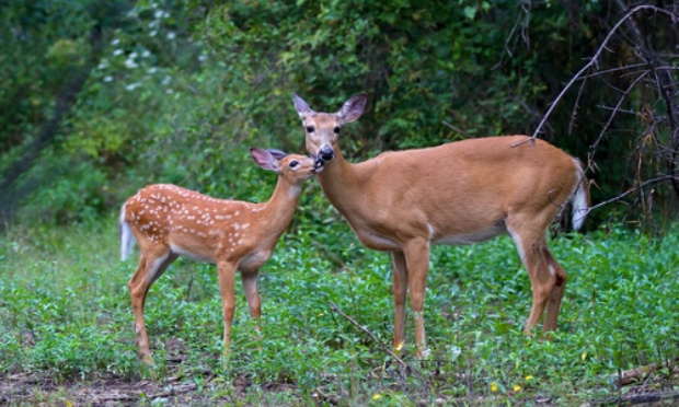 Demandons à Decathlon de retirer son rayon chasse car la chasse n'est pas un sport ni un loisir mais une tuerie d'animaux