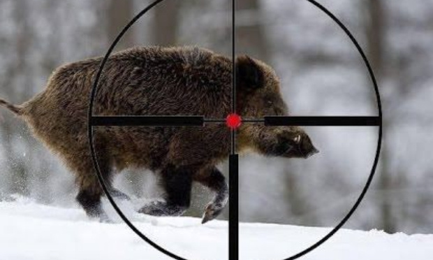 Pour une sécurisation des espaces autour des propriétés privées en vue d'établir une distance réglementée pour la chasse