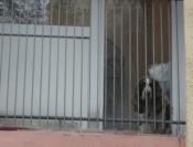 Animaux détenus sur les balcons prisons
