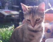 Stop aux ramassages intempestifs et injustifiés sur Le Portel / Outreau / Boulogne sur Mer