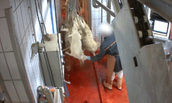 Pour que cesse l'abattage à vif